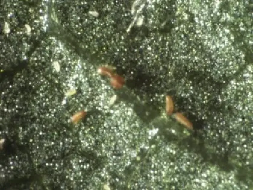 Apple rust mite