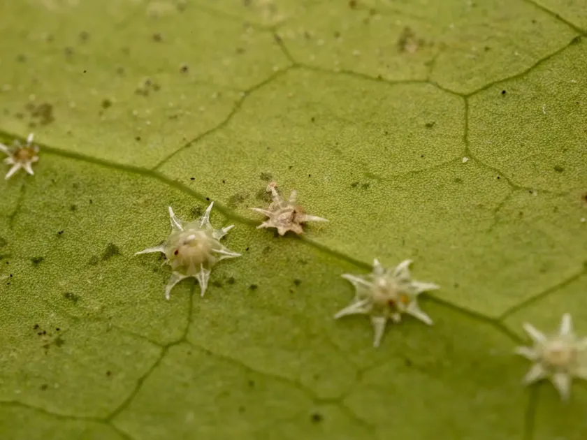 Ceroplastes stellifer