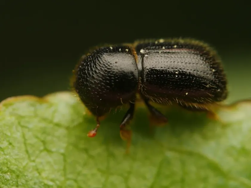 Анисандрус