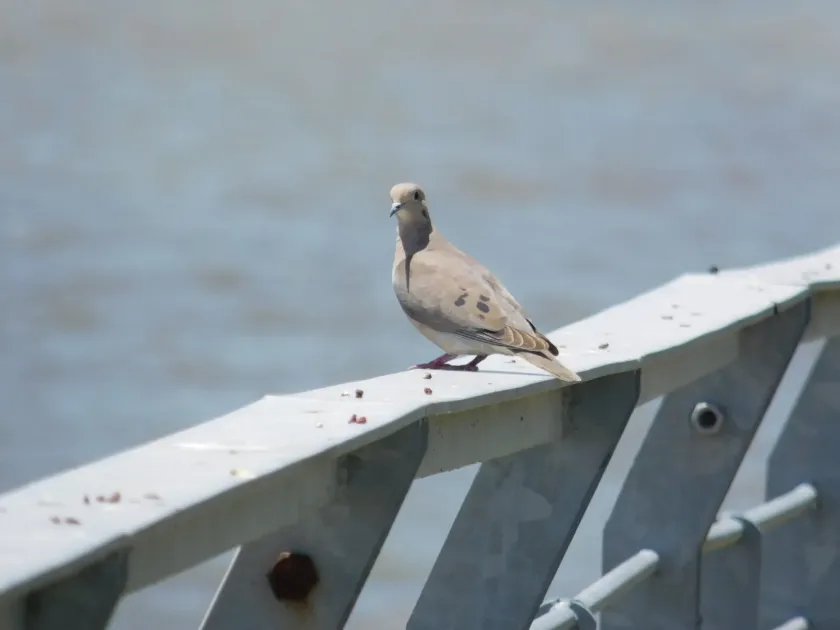 Eared dove