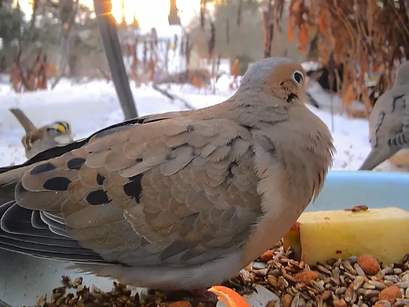 Плачущая горлица