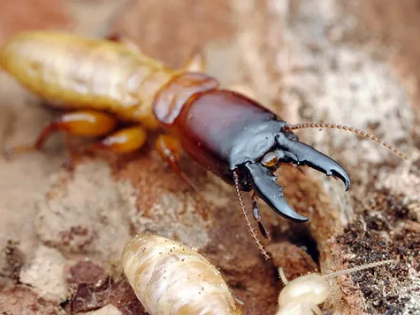 Dampwood termite
