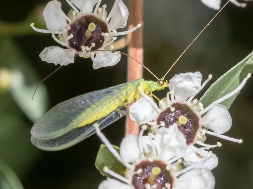 Lacewing of the genus Mallada