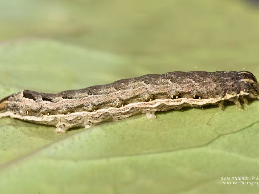 Cutworms and Armyworms