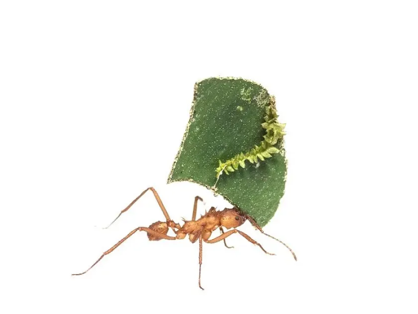 Leafcutter ants