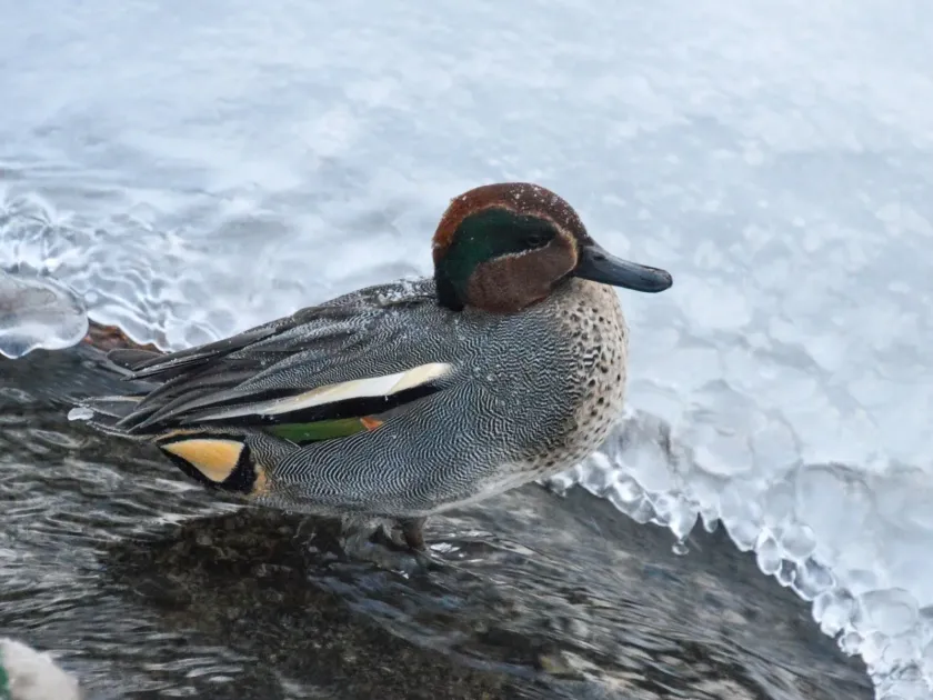Common Teal