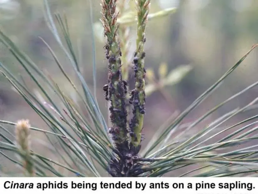 Pine aphid