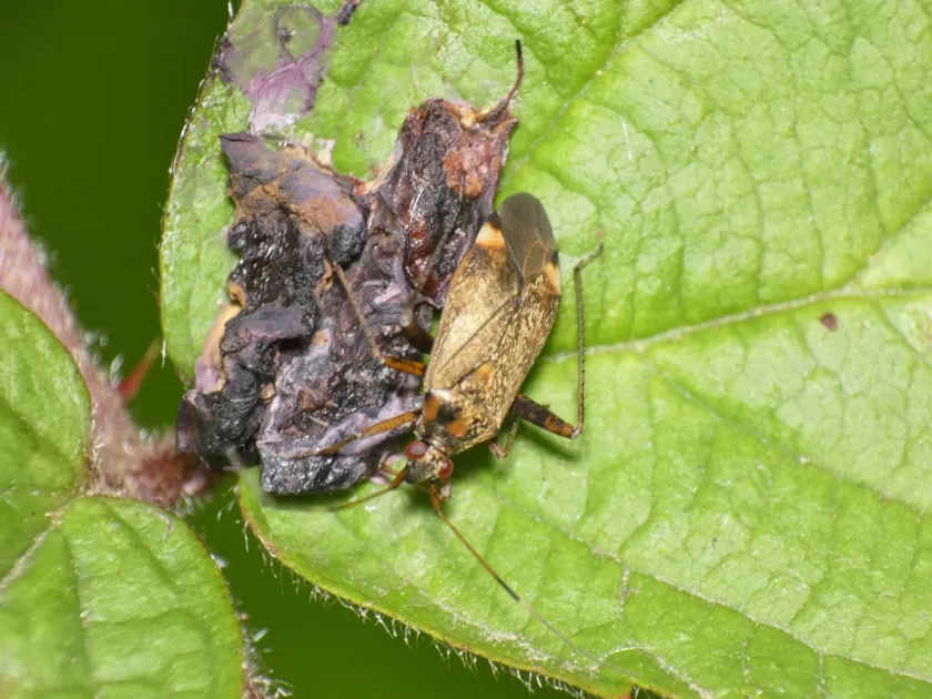 Calocoris fulvomaculatus