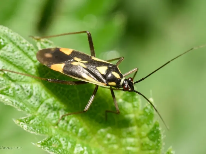 Calocoris