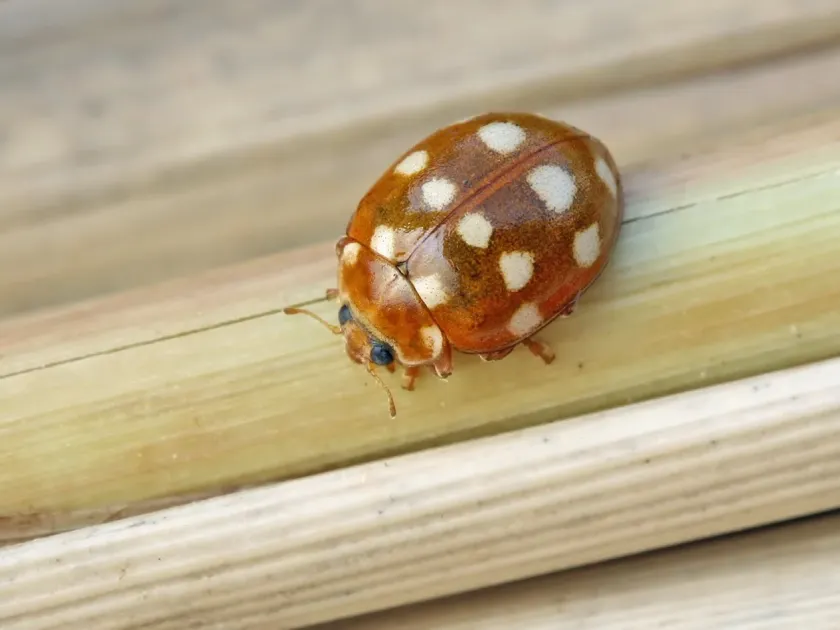 Fourteen-spotted lady beetle