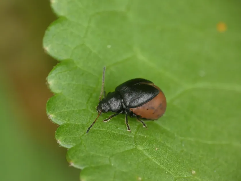Alfalfa beetle