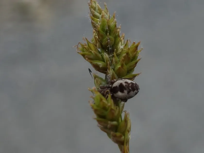 Dictyna