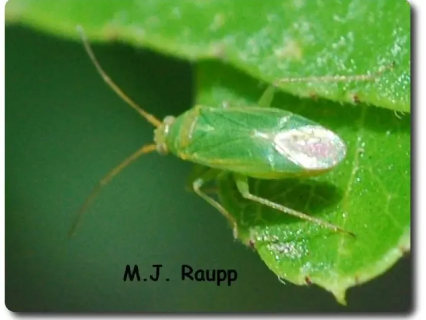 Клоп-сліпняк Diaphnocoris chlorionis