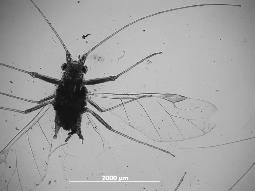 American maple aphid
