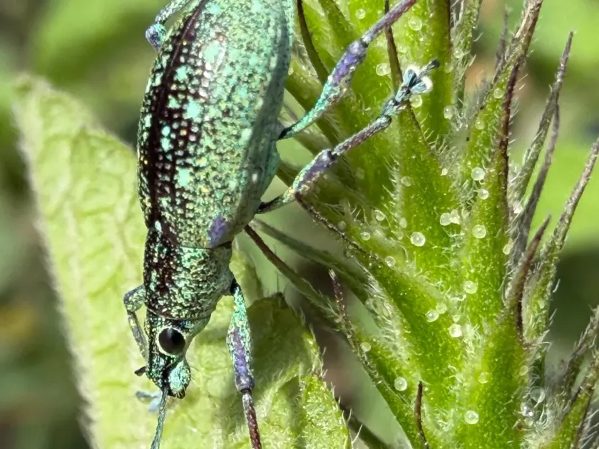Citrus weevil