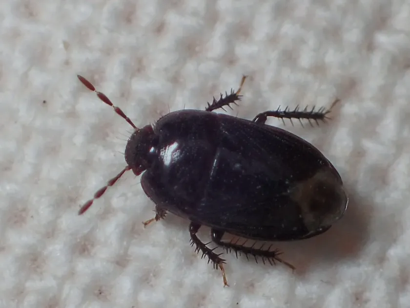 Geotomus