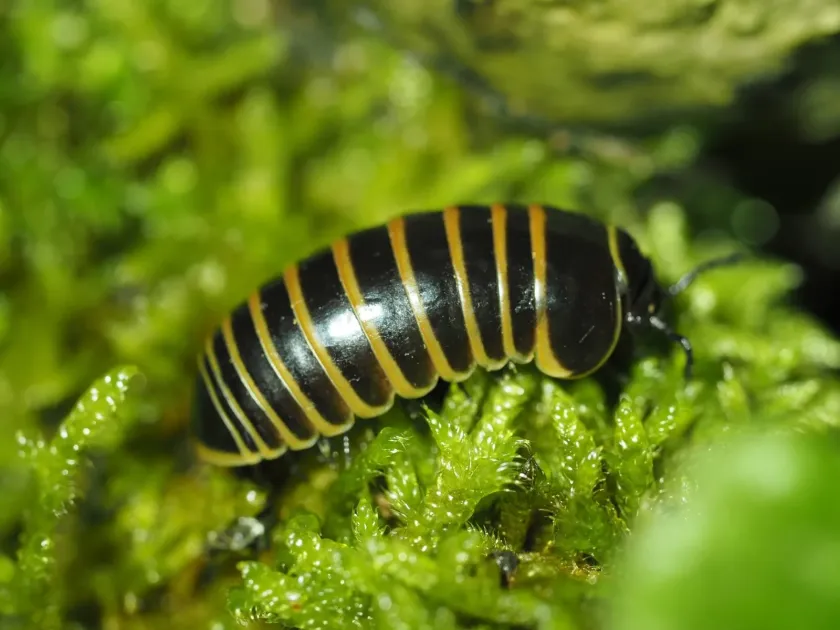 Pill millipede