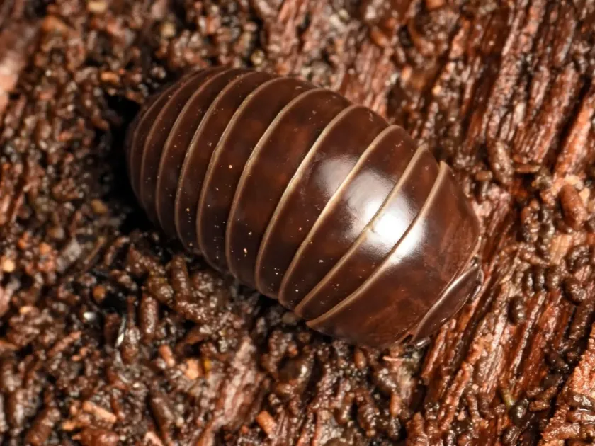 Pill millipede