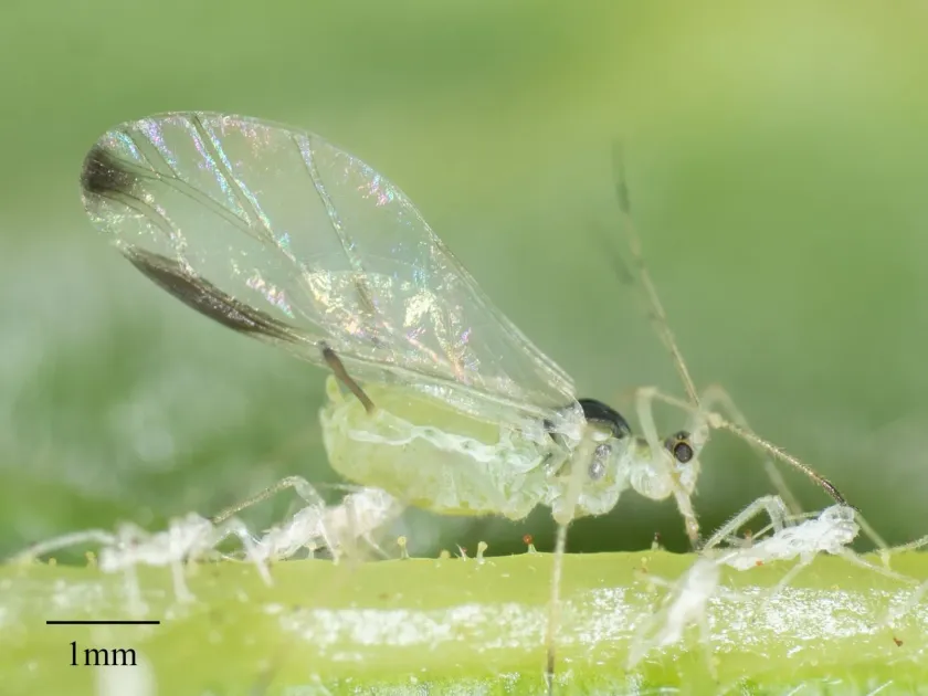Raspberry aphid