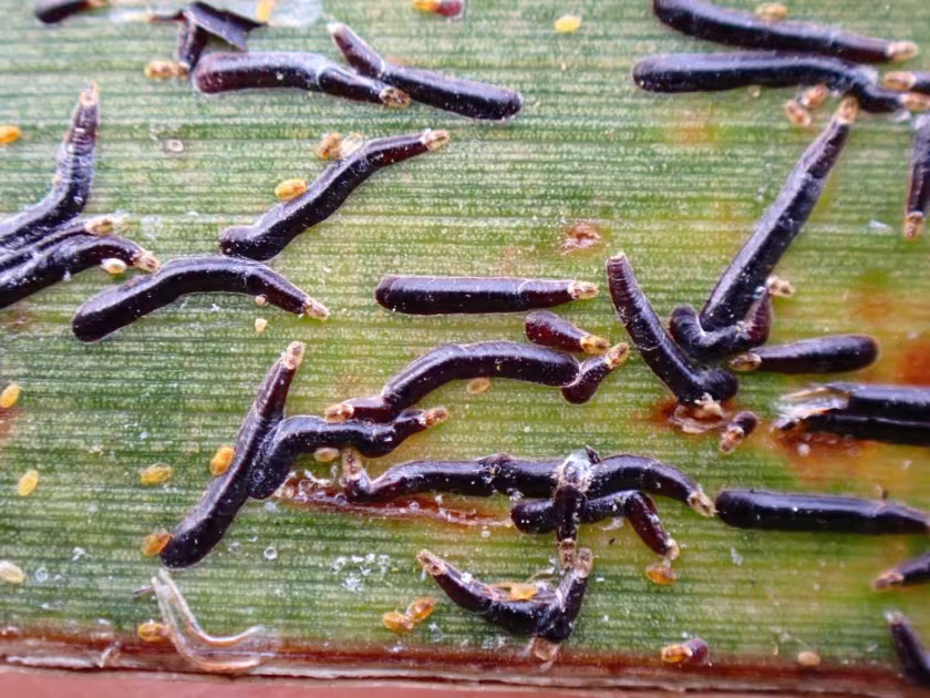 Black palm scale