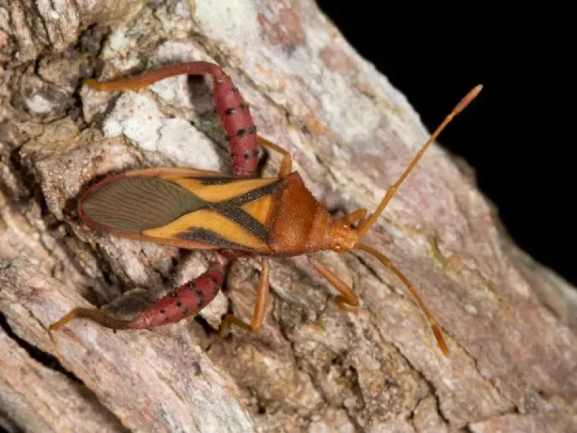 Leptoglossus vexillatus