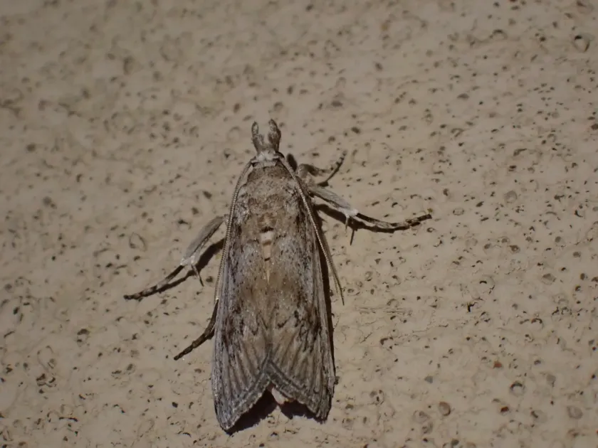 Cactus moth