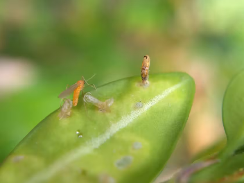 Boxwood leaf miner