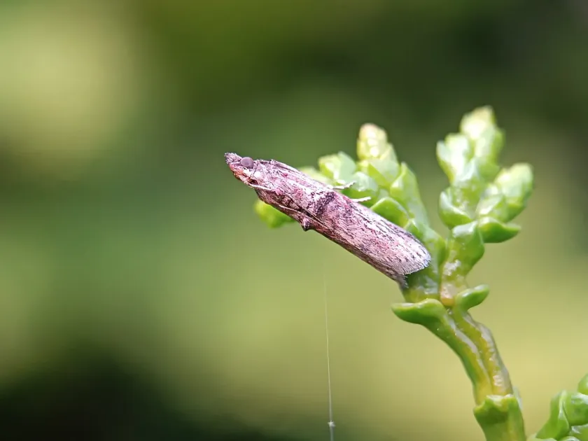 Nephopterix