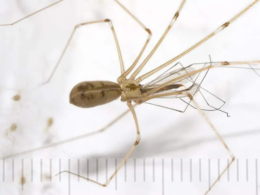 Pholcus phalangioides