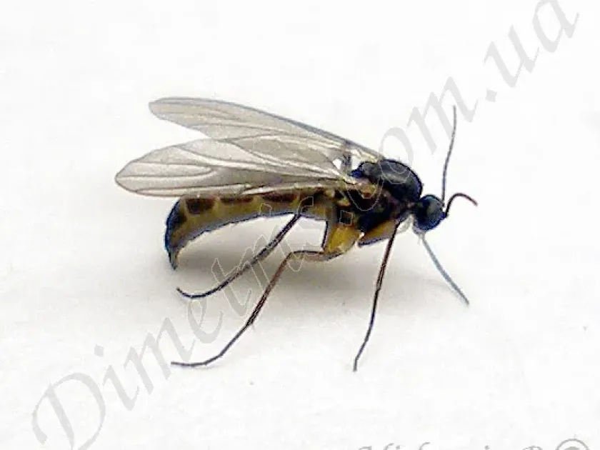 Plastosciara