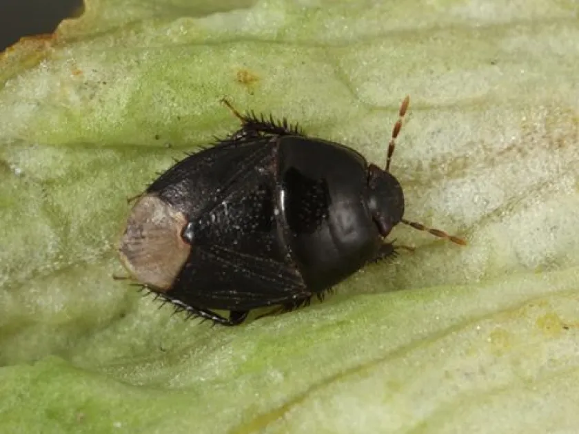 Black burrower bug