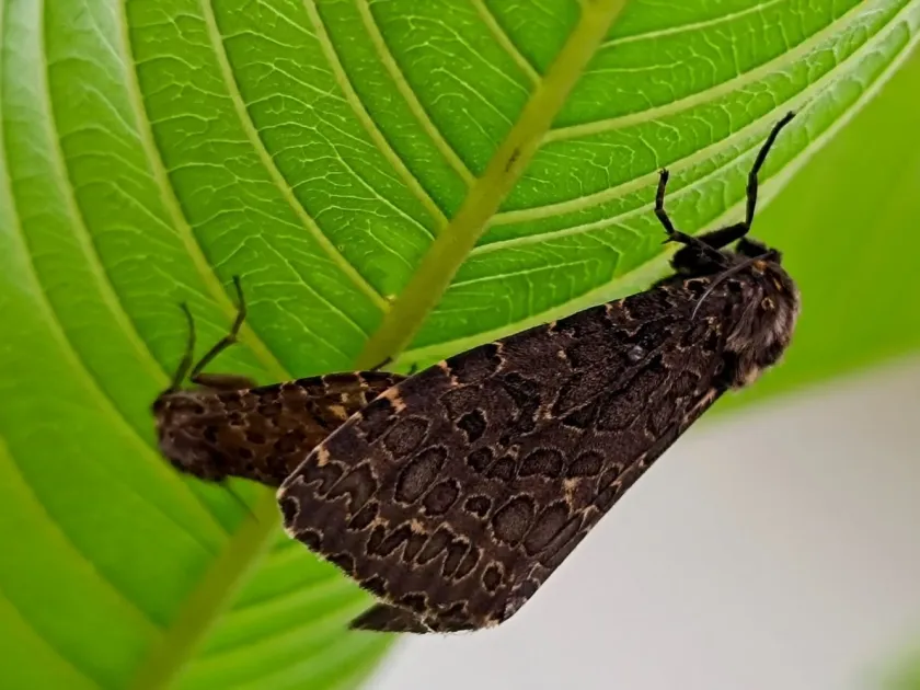 Castor moth