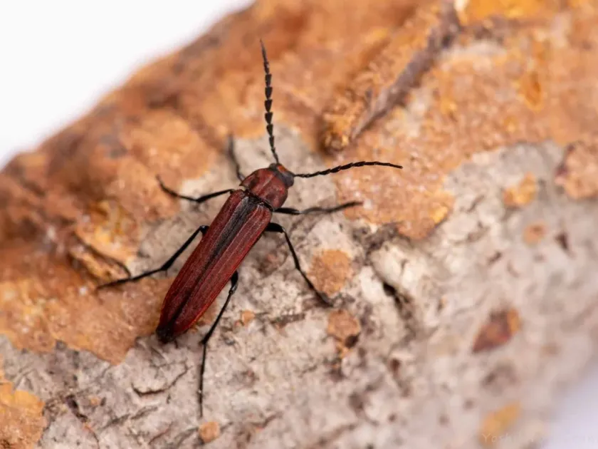 Serropalpus niponicus
