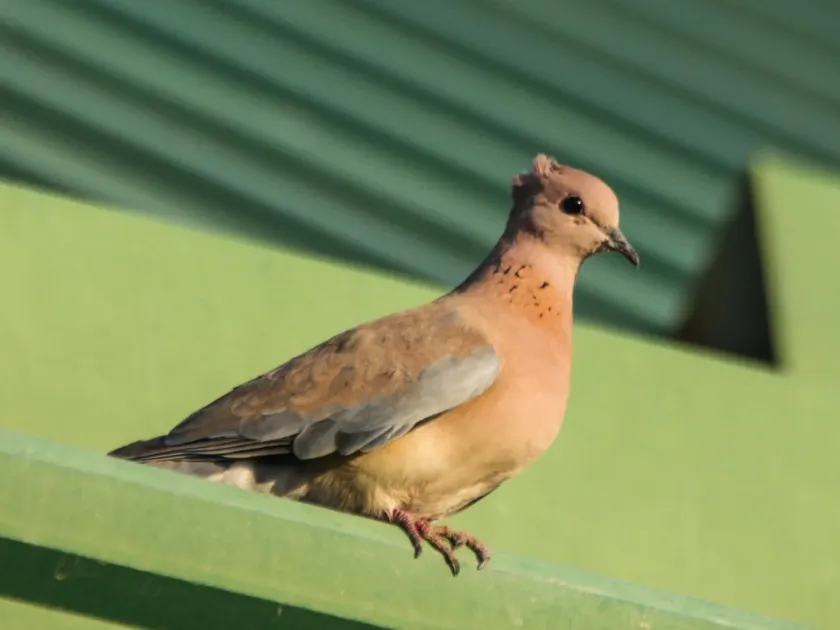 Laughing dove