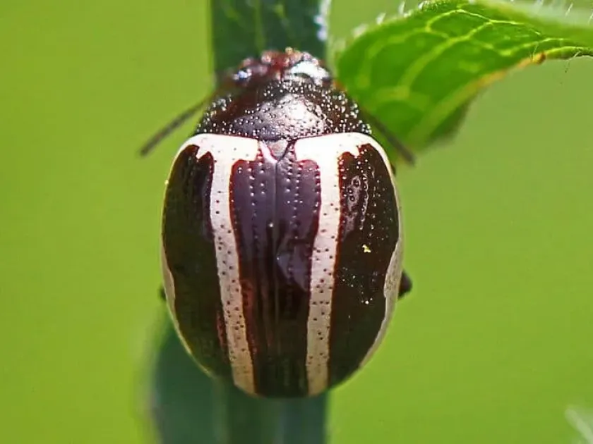 Ambrosia beetle