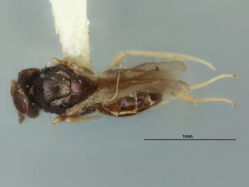 Aprostocetus hagenowii