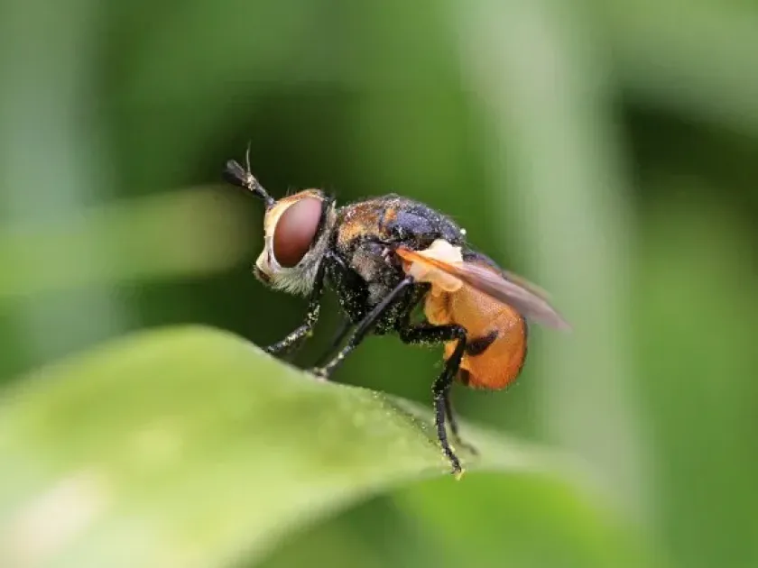 Gymnosoma fuliginosum