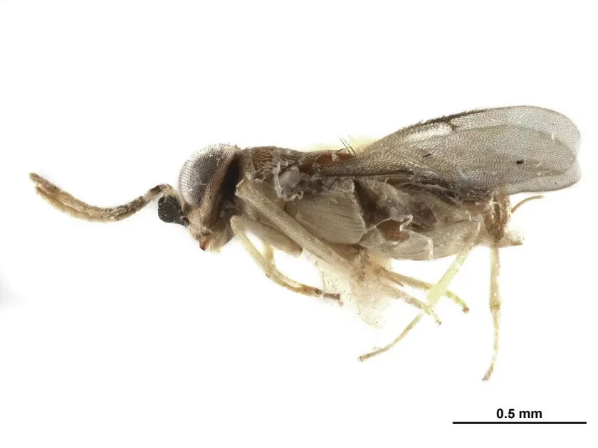 Gyranusoidea