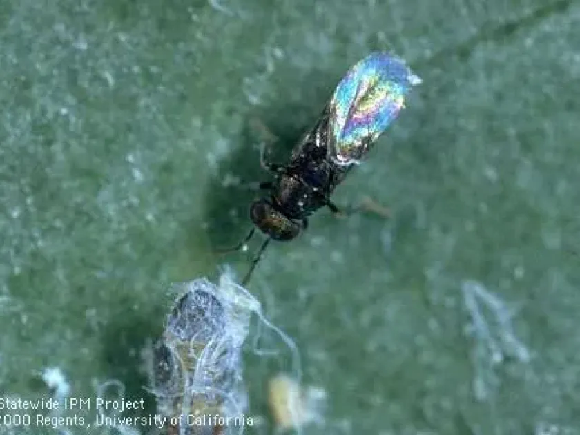 Psyllaephagus pilosus