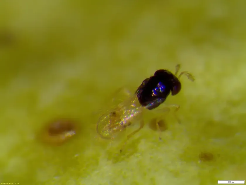 Thripobius javae