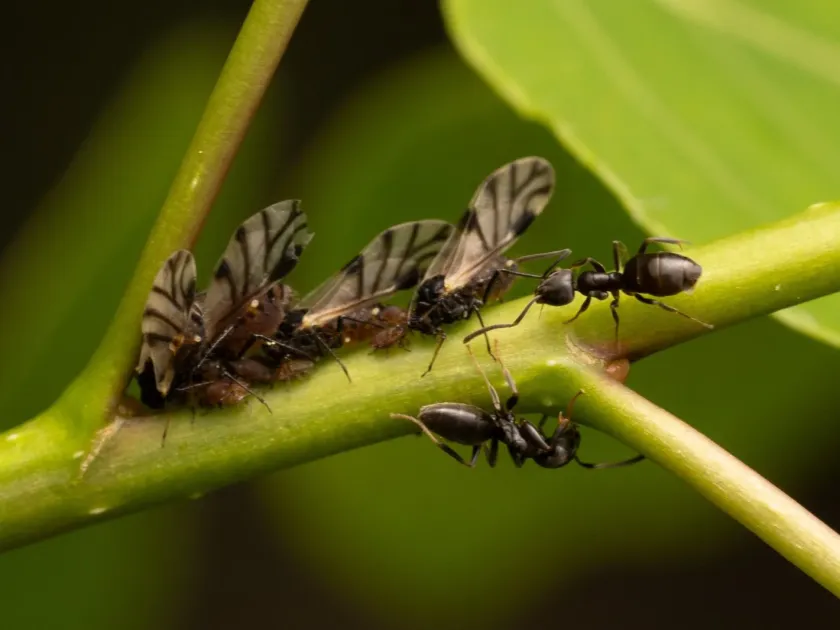 Poplar aphid