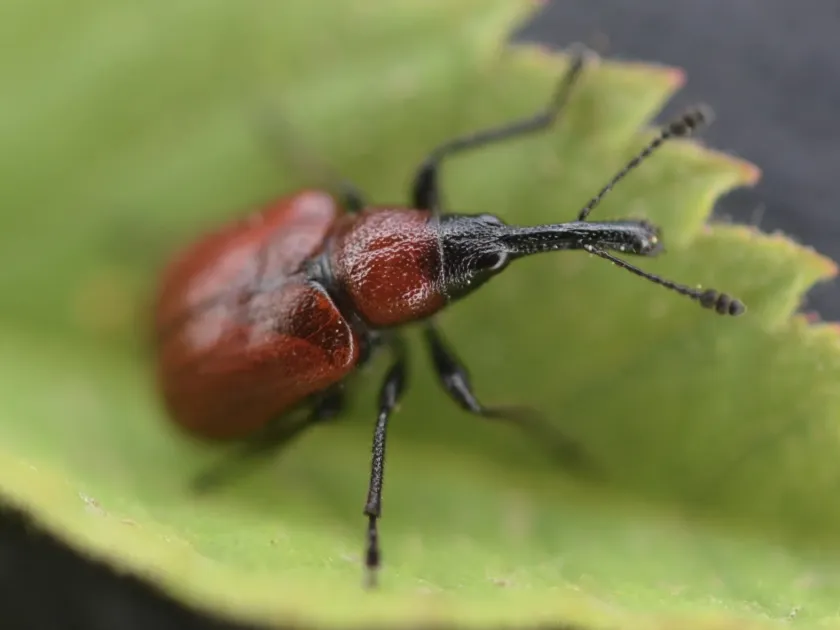 Wickham's weevil