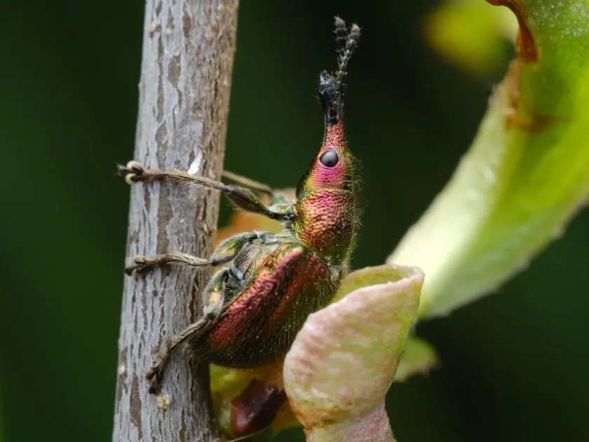 Cherry fruit weevil