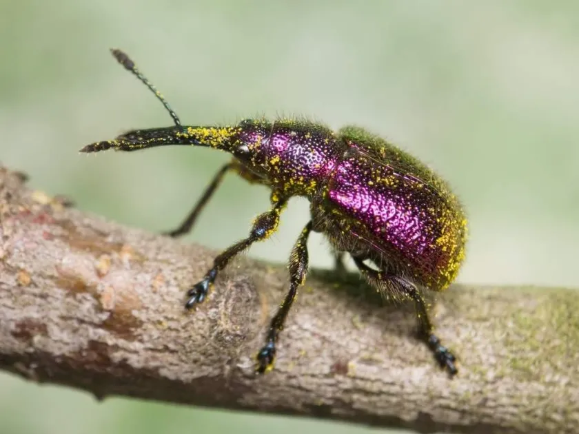 Rhynchites caeruleus