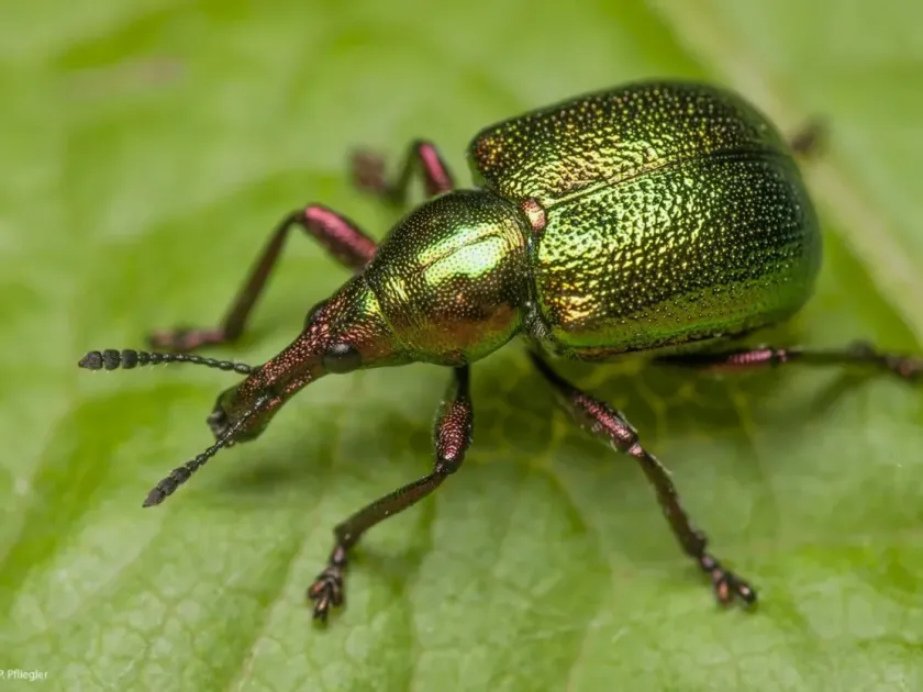 Pear fruit weevil