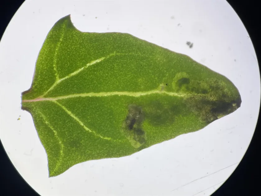 Beet leaf miner