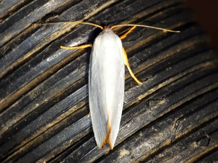 Xylorycta luteotactella