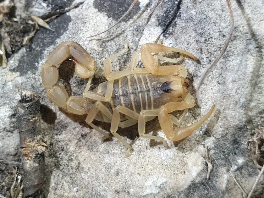 Common yellow scorpion