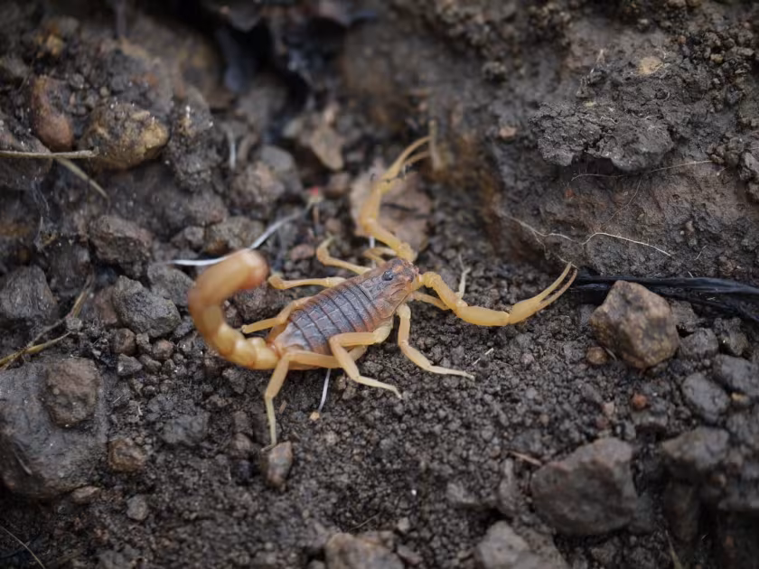 Indian red scorpion