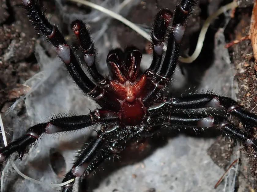 Sydney funnel-web spider
